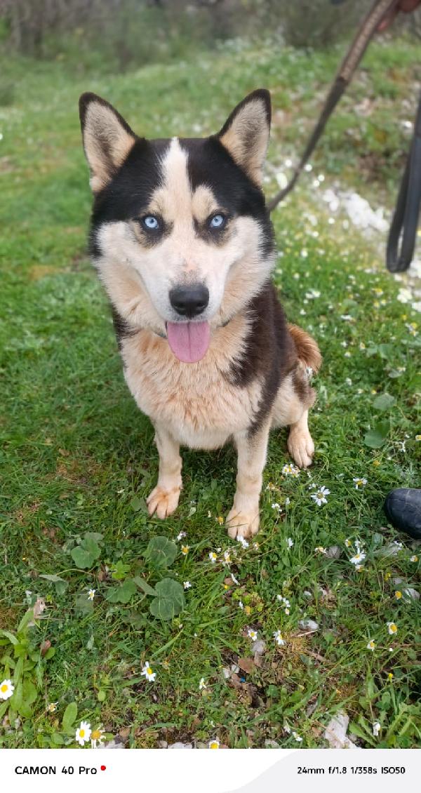 Simba, splendido simil Malamute dagli occhi color cielo Foto 4